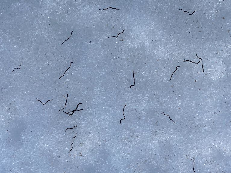 ice worms emerge in pacific northwest glaciers