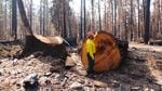 OSU fire researcher Chris Dunn examines a several-hundred-year-old Douglas fir that stood at the entrance of Delta Campground on the McKenzie River. The tree was cut as a hazard tree after the Holiday Farm Fire.
