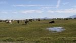Cattle graze on an irrigated pasture near Ft. Klamath. New rules will prioritize stock water, but not irrigation water, for ranches during a drought in the Klamath Basin.