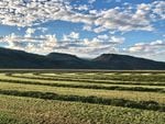 Mowed farmlands with mountains in the distance and white clouds in a blue sky.