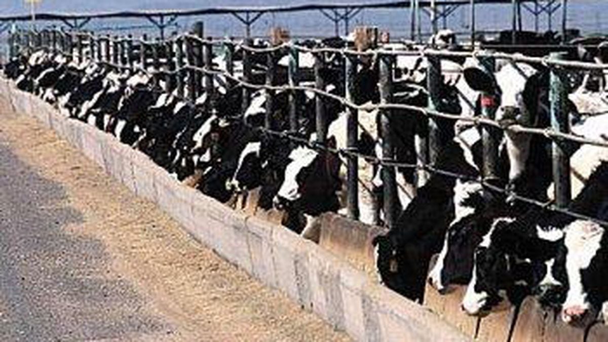 Concentrated Animal Feeding Operations (CAFOs): The Basics - OPB