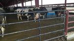A controversial dairy in Oregon has been cited for numerous manure and waste violations.
