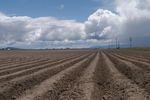 A field ready for planting in the Klamath basin