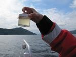 Researchers sample for phytoplankton that are harmful to salmon in Puget Sound.