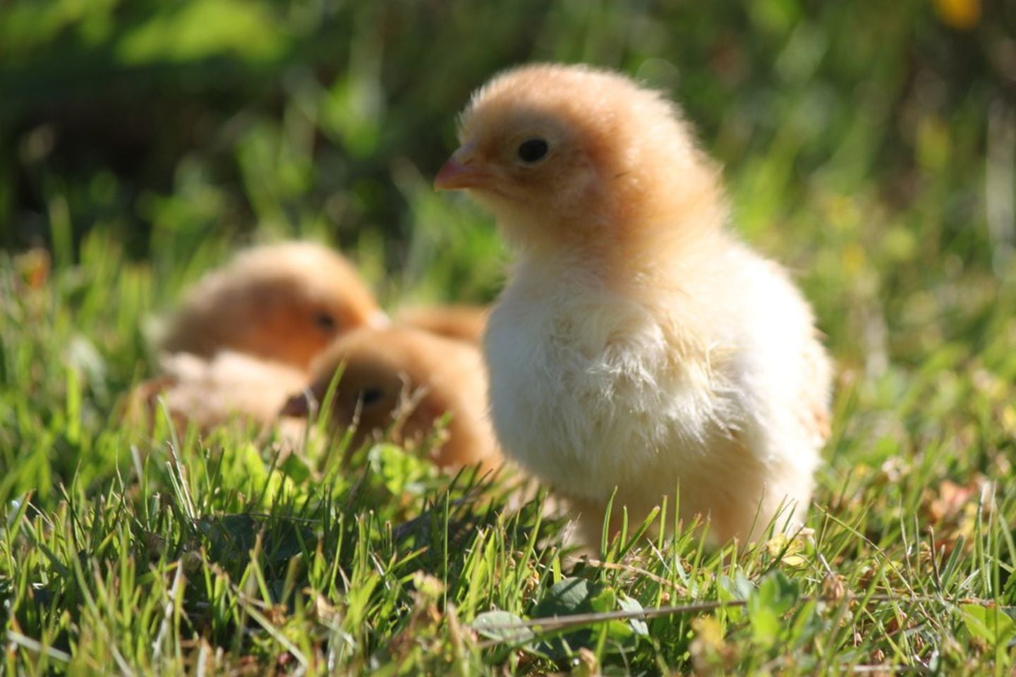 Bird flu means higher egg prices, now there's a chick boom hatching - OPB