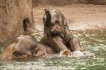 Lily, the Oregon Zoo's youngest elephant, plays in the water