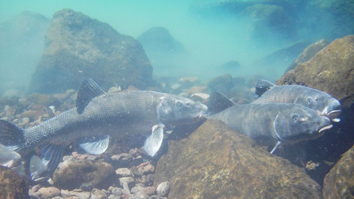 C’waam and Koptu: The fish at the center of the Klamath Basin’s water crisis - OPB News