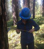 Researcher Christina Restaino collects core samples from Douglas fir trees.
