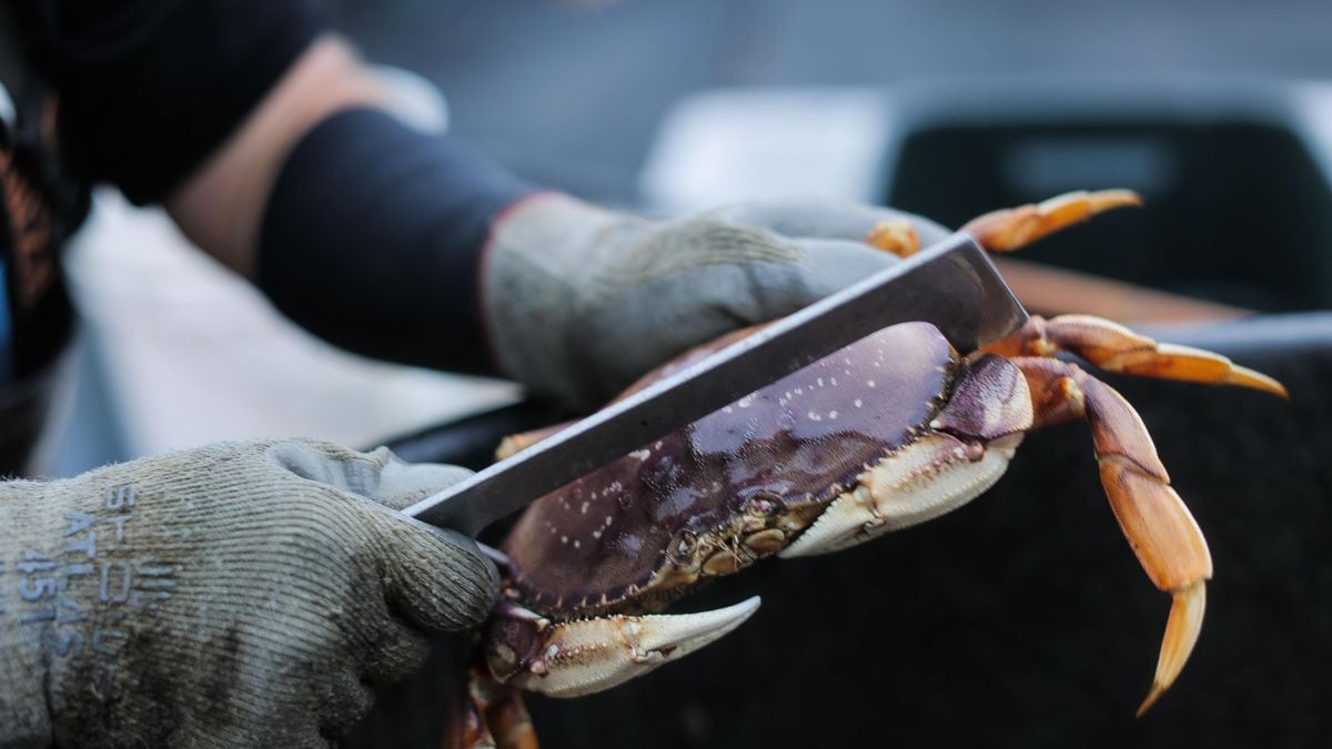 Commercial Dungeness crab season delayed OPB