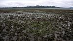 Goose Point Oysters in Willapa Bay is one of many oyster farms in the region affected by native burrowing shrimp. This is an example of a healthy oyster bed full of oysters, eel grass and other species like crabs and clams.
