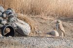 A pair of burrowing owls has claimed one of Johnson's DIY burrows.