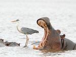 Jean Jacques Alcalay's photo of a hippo yawning next to a heron. The photo won the Spectrum Photo Creatures in the Air Award.