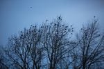 Crows gather in the treetops at Willamette Park in Southwest Portland, Oregon, Thursday, Jan. 3, 2019.