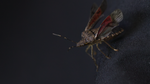 This video still shows the majestic brown marmorated stinkbug going through its pre-flight checklist. Though a relatively new arrival, the stink bug is increasingly becoming a nuisance to farmers.