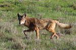 A file photo of a coyote. The group behind Idaho's controversial coyote- and wolf-shooting derby in 2013 is seeking to expand the event for this winter. 