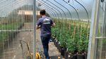 A person walks through a greenhouse filled with cannabis plants