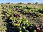 Swiss chard grows at Fry Family Farm in Medford.