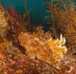 Scorpionfish are one of dozens of species that live on the bottom of the Pacific Ocean and get caught in groundfish trawl nets.