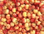 This year's cherry harvest in the Pacific Northwest is the lowest in 14 years after a rare, late winter storm hit in April when cherry trees were in bloom.