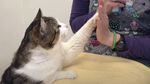 A white-and-brown tabby cat raises his paw to a person's palm.