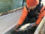 Fish trap operators can pick out the hatchery salmon for harvest and release the wild salmon so they can return to their spawning grounds.