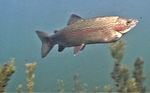 A rainbow trout swims underwater.