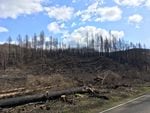 Extensive roadside hazard tree removal after last year's wildfires has raised concerns that the state is over-cutting trees that aren't actually hazardous.