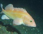 Yelloweye rockfish have been severely restricted because of overfishing, but they're recovering much faster than expected.