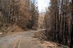 A curved stretch of road is covered in debris and surrounded by dead, burned trees.