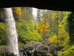 Autumn leaves are on full display at North Falls at Silver Falls State Park.