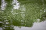 Cells of cyanobacteria, also known as blue-green algae, contaminate the water in Ross Island Lagoon. A recent algae bloom caused Oregon Health Authority to issue a health advisory.