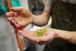 Brewer Scott Peterson holds crushed up hops pellets from Indie Hops in his hands at Von Ebert Brewing in Portland, Ore., Sunday, Oct. 22, 2023.