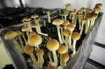 In this Aug. 3, 2007, file photo, psilocybin mushrooms are seen in a grow room at the Procare farm in Hazerswoude, central Netherlands.