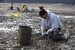 A worker digs up clams at a commercial shellfish bed on Puget Sound.