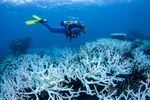 Australia's Great Barrier Reef has experienced four mass bleaching events in the last seven years, like this one in 2017. Scientists warn repeated bleaching makes it tough for corals to recover.