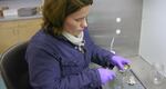 Shellfish Biologist Sarah Dudas, working with an oyster specimen at her Vancouver Island University lab.