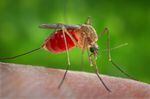 Most people infected with West Nile don’t feel sick. But one in five develop a fever and one in every 150 suffer a serious, sometimes fatal, illness.