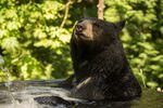 Black bear Takoda takes a soak in a tub at the Oregon Zoo.