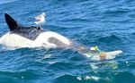 An image shared on ifish.net shows a dead orca entangled with what appears to be some type of fishing or crabbing gear. A seagull is perched on the mammal's body.