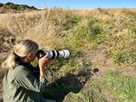 Jane Abel photographs western blue dwarf butterflies on the Snively Road.