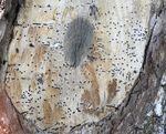 A tree trunk where a branch has been cut, showing several dark holes.