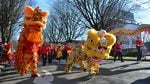 Lion dancers at the Portland Lunar New Year celebration.