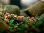 Eyed eggs in the salmon tank.