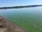 A blue-green algae has bloomed in Vancouver Lake on Jul 27. 