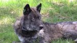 The Imnaha wolf pack's alpha male after being refitted with a working GPS collar on May 19, 2011. 