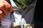 Temperature and other water quality changes in the lower river have affected aquatic insects like salmon flies, although it's not clear if those changes are causing bug populations to decline.