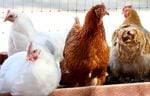 Rescued chickens gather in an aviary at Farm Sanctuary's Southern California Sanctuary on Oct. 5 in Acton, Calif. A wave of the highly pathogenic H5N1 avian flu has entered Southern California, driven by wild bird migration.
