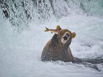 Photo de John Chaney d'un saumon semblant frapper un ours au visage à Brooks Falls en Alaska.