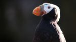 While Cannon Beach's Haystack Rock is the only place in the contiguous U.S. to see tufted puffins from the shore in the wild, bird lovers wanting a closer look can head down the highway to the Oregon Coast Aquarium.