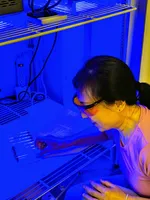 Yujuan Song handles fruit flies used in the study about blue light exposure.